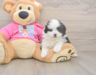 5 week old Pomachon Puppy For Sale - Pilesgrove Pups