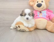 5 week old Pomachon Puppy For Sale - Pilesgrove Pups