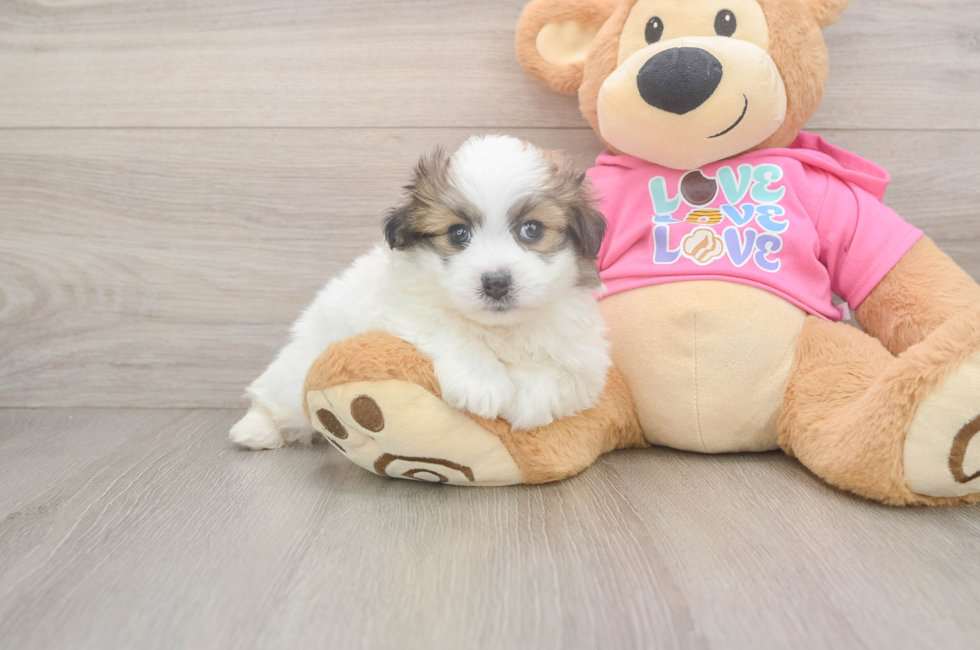 6 week old Pomachon Puppy For Sale - Pilesgrove Pups