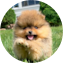 Pomeranian Puppy For Sale - Pilesgrove Pups Pomeranian Puppy For Sale - Pilesgrove Pups