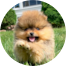 Pomeranian Puppies For Sale - Pilesgrove Pups Pomeranian Puppies For Sale - Pilesgrove Pups