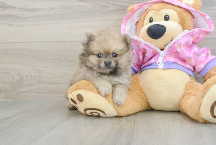 Small Pomeranian Purebred Pup