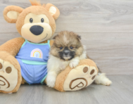 5 week old Pomeranian Puppy For Sale - Pilesgrove Pups