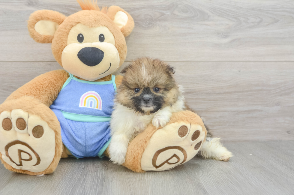 6 week old Pomeranian Puppy For Sale - Pilesgrove Pups