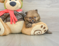 6 week old Pomeranian Puppy For Sale - Pilesgrove Pups