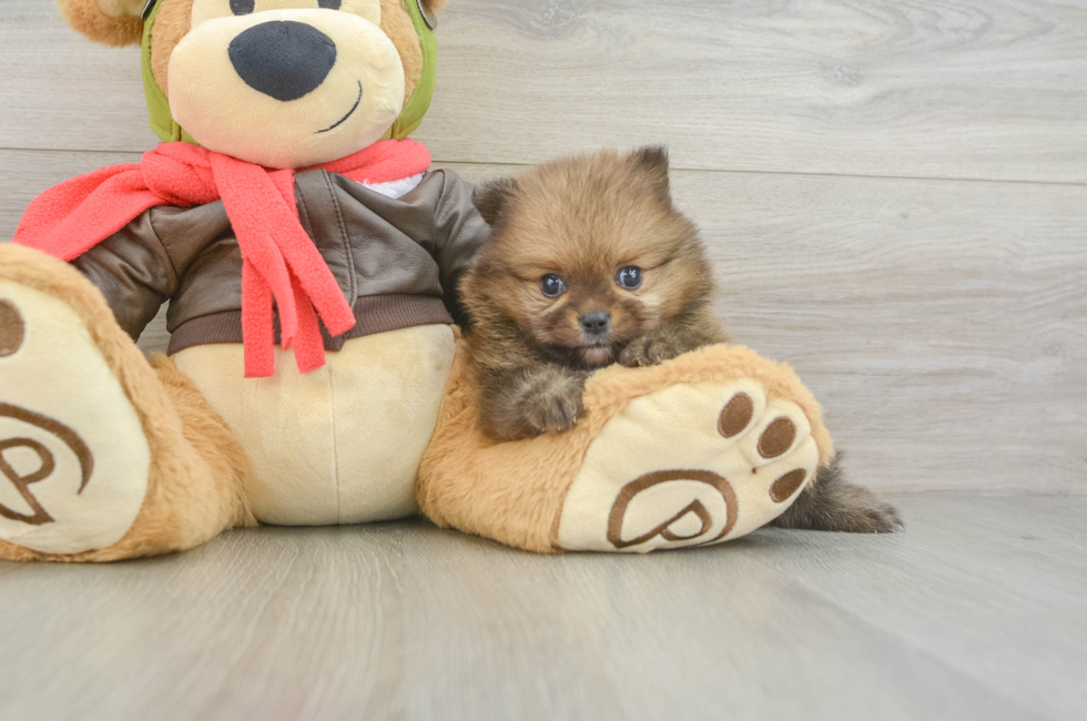 5 week old Pomeranian Puppy For Sale - Pilesgrove Pups