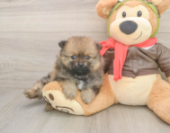 7 week old Pomeranian Puppy For Sale - Pilesgrove Pups