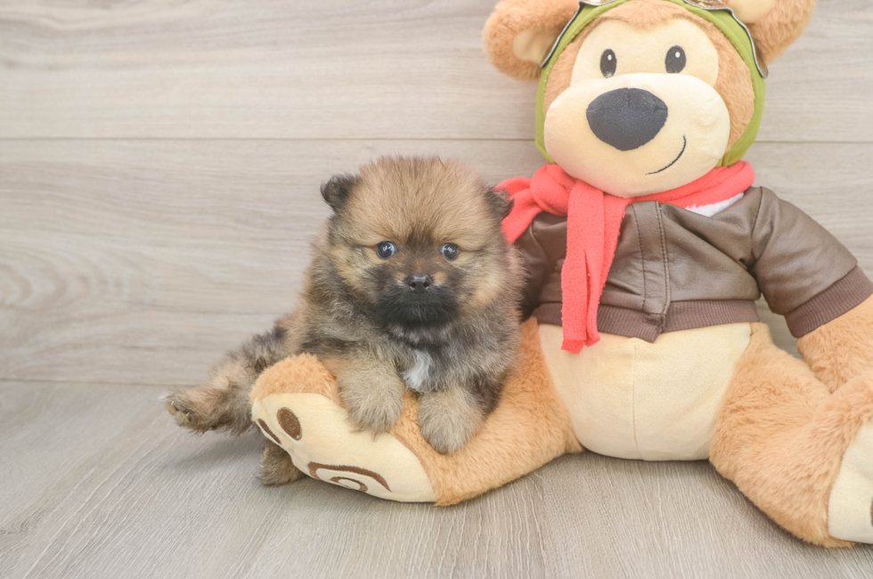 5 week old Pomeranian Puppy For Sale - Pilesgrove Pups