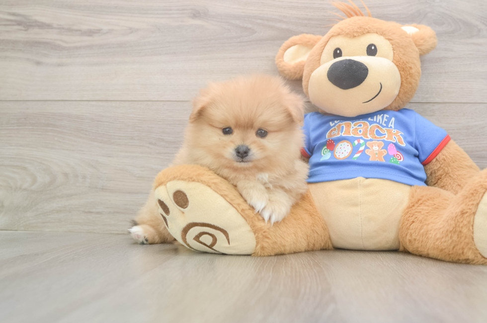 6 week old Pomeranian Puppy For Sale - Pilesgrove Pups
