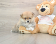 8 week old Pomeranian Puppy For Sale - Pilesgrove Pups
