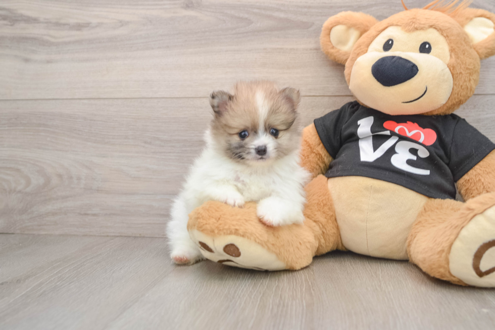 Sweet Swergspitz Purebred Puppy