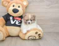 8 week old Pomeranian Puppy For Sale - Pilesgrove Pups