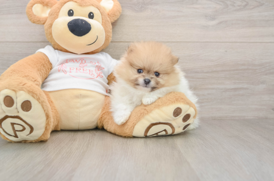 Pomeranian Puppy for Adoption