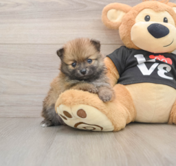 7 week old Pomeranian Puppy For Sale - Pilesgrove Pups
