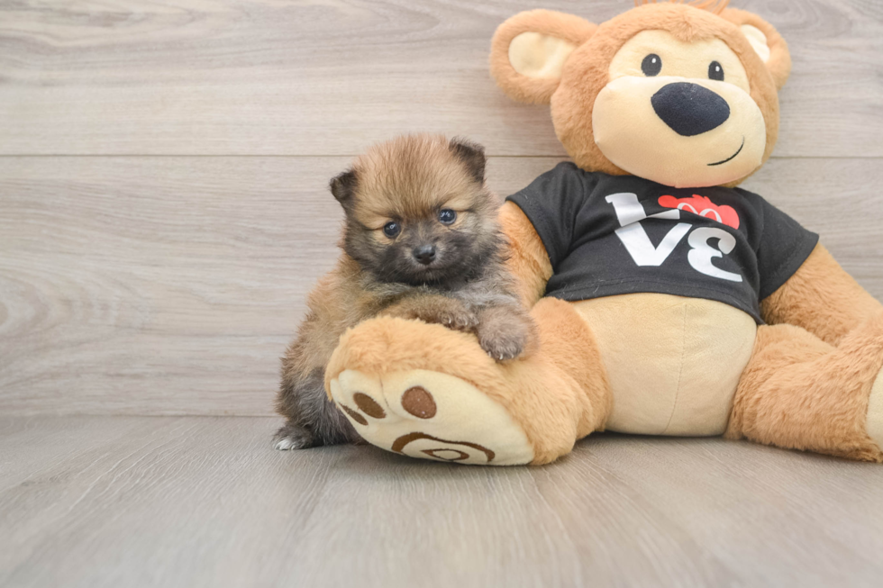Best Pomeranian Baby