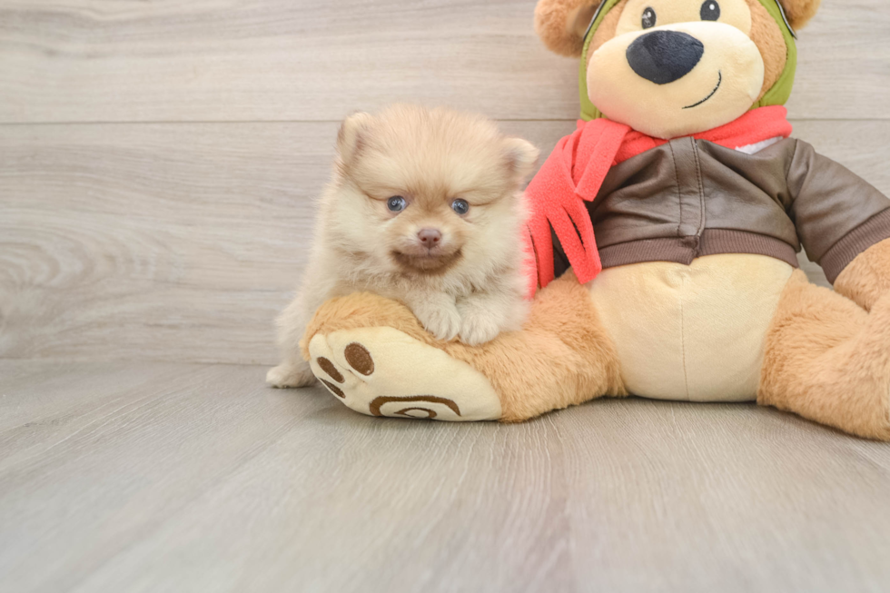 Pomeranian Puppy for Adoption