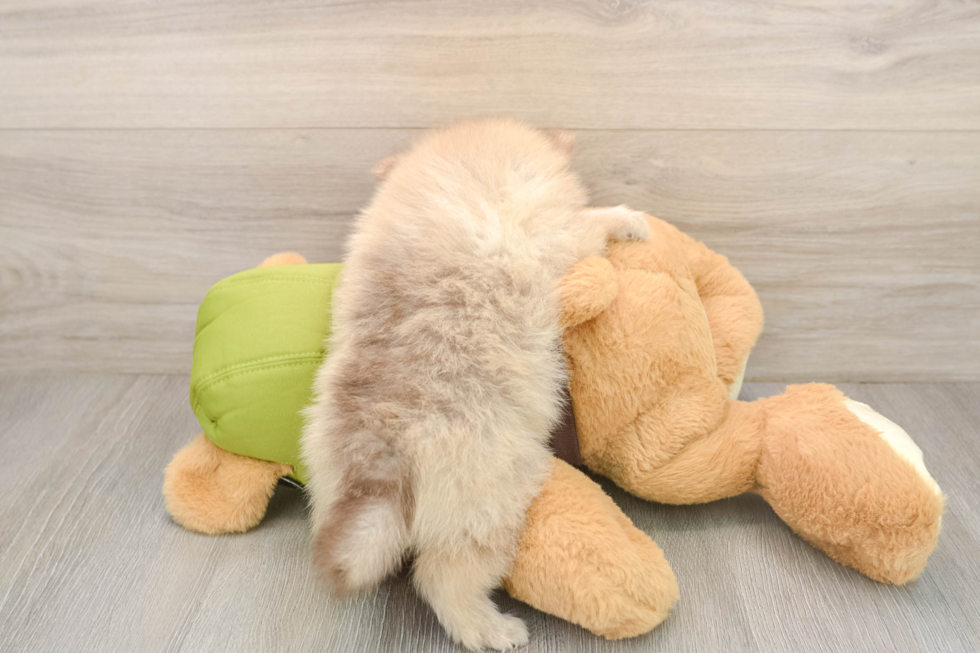 Pomeranian Pup Being Cute