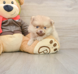 6 week old Pomeranian Puppy For Sale - Pilesgrove Pups