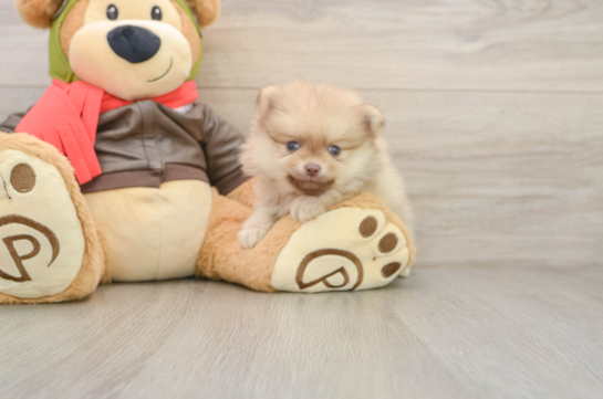 AJ, a Pomeranian littermate
