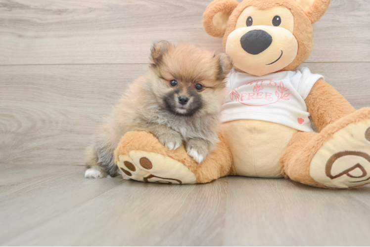 Pomeranian Pup Being Cute