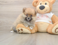 8 week old Pomeranian Puppy For Sale - Pilesgrove Pups