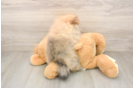 Energetic Pom Pom Purebred Puppy