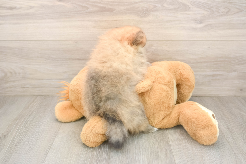 Energetic Pom Pom Purebred Puppy
