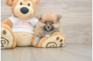 Best Pomeranian Baby