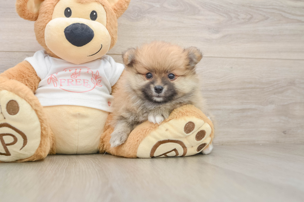 Best Pomeranian Baby