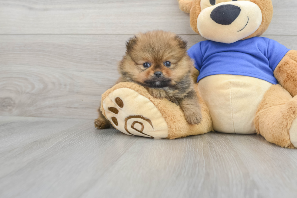 Funny Pomeranian Baby