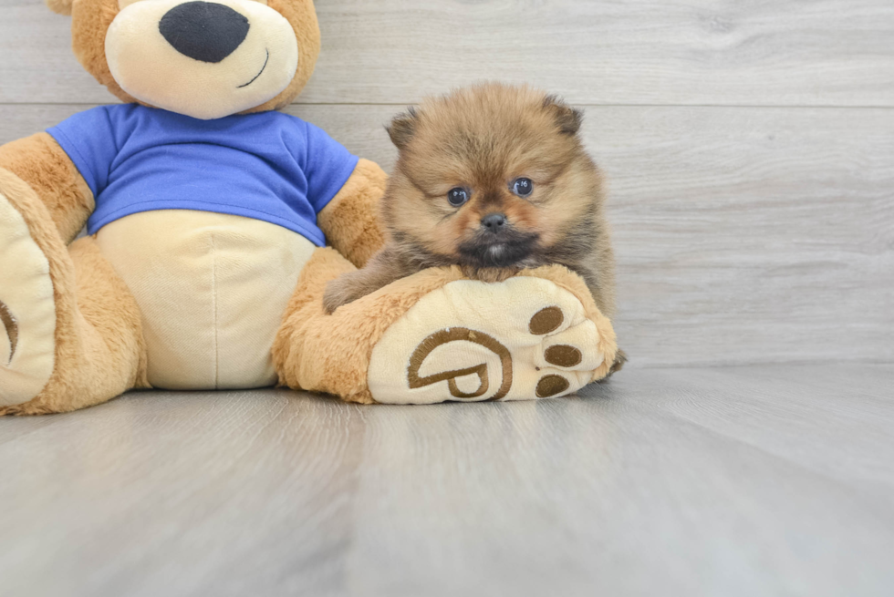 Akc Registered Pomeranian Baby