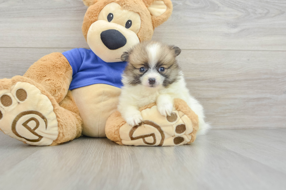 5 week old Pomeranian Puppy For Sale - Pilesgrove Pups