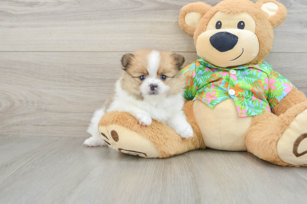 7 week old Pomeranian Puppy For Sale - Pilesgrove Pups