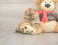 7 week old Pomeranian Puppy For Sale - Pilesgrove Pups