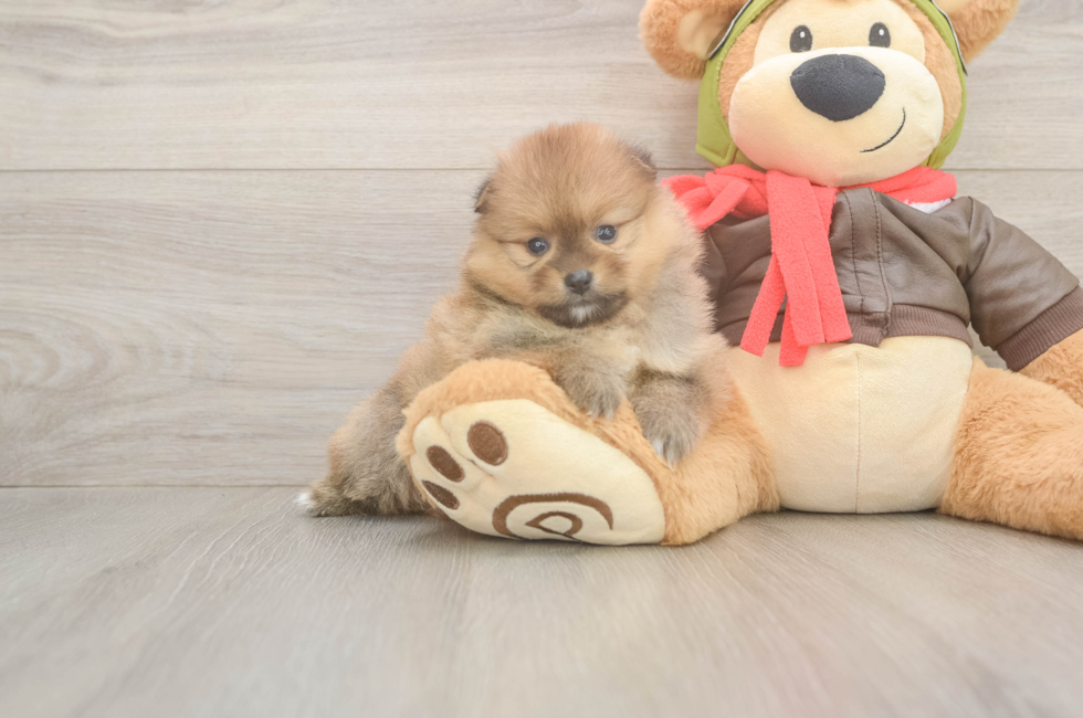 5 week old Pomeranian Puppy For Sale - Pilesgrove Pups