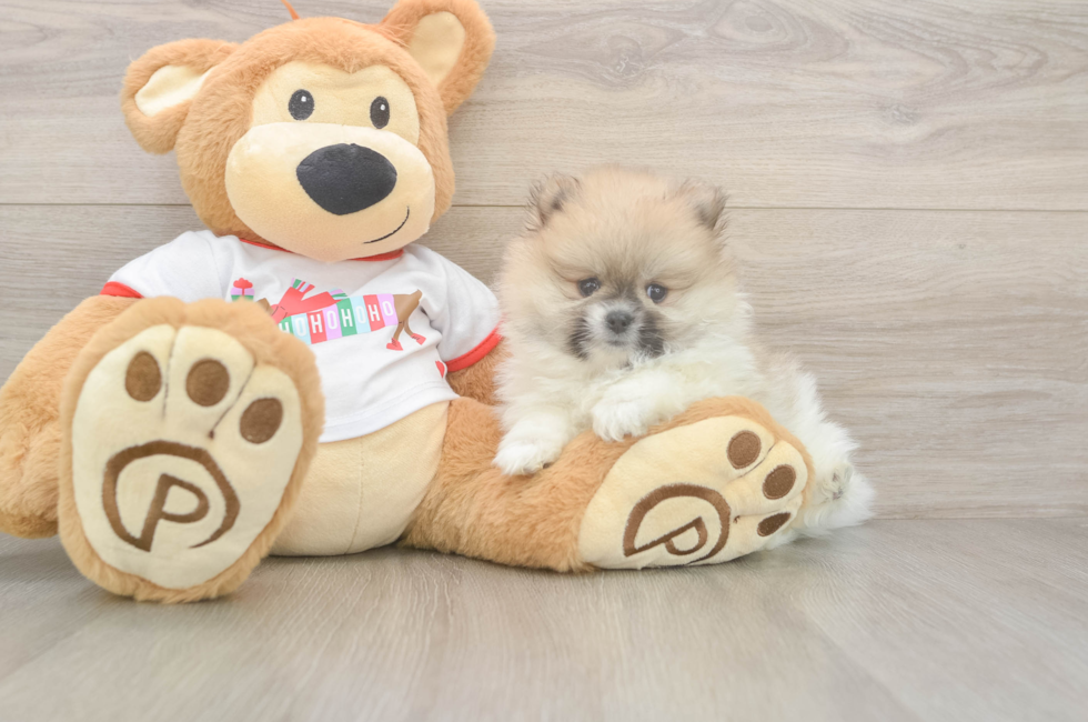 6 week old Pomeranian Puppy For Sale - Pilesgrove Pups