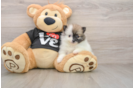 Little Pomeranian Baby