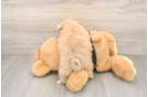 Popular Pomeranian Baby