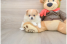 Small Pomeranian Baby