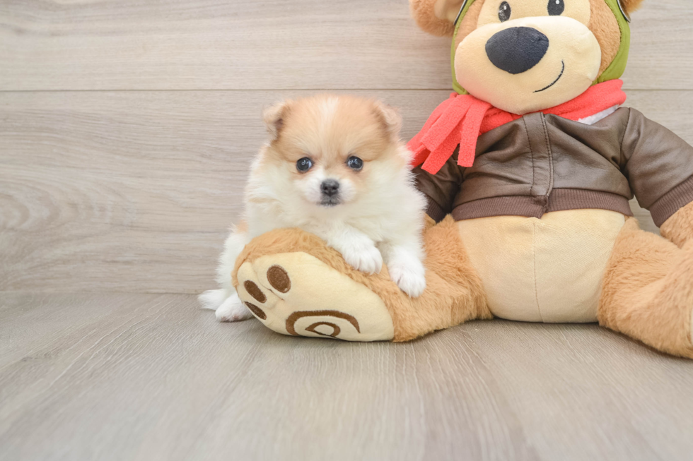Small Pomeranian Baby