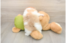 Smart Dwarf Spitz Purebred Puppy