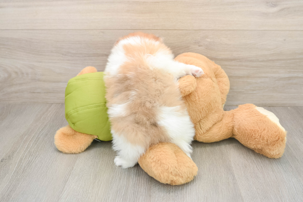 Smart Dwarf Spitz Purebred Puppy
