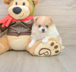 6 week old Pomeranian Puppy For Sale - Pilesgrove Pups