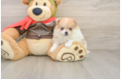 Friendly Pomeranian Baby