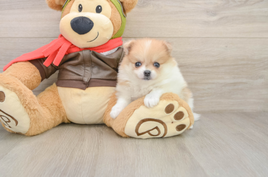Friendly Pomeranian Baby