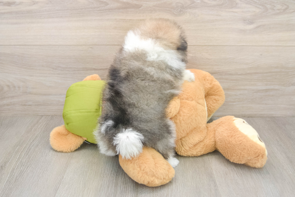 Pomeranian Puppy for Adoption