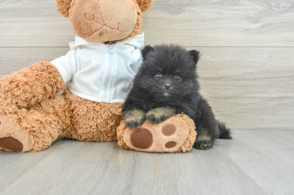 8 week old Pomeranian Puppy For Sale - Pilesgrove Pups