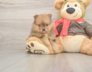 8 week old Pomeranian Puppy For Sale - Pilesgrove Pups