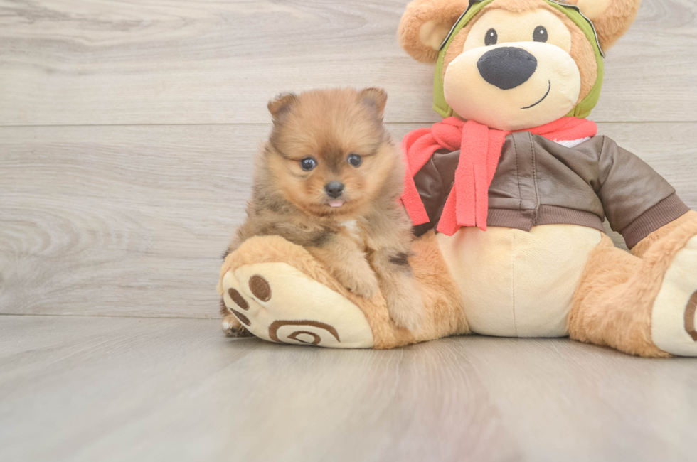 5 week old Pomeranian Puppy For Sale - Pilesgrove Pups