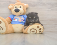 8 week old Pomeranian Puppy For Sale - Pilesgrove Pups